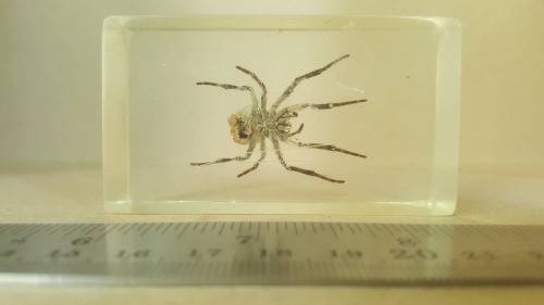 Real Spider ! In Resin, Lucite Specimens - With Silver Legs