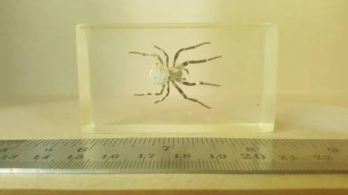 Real Spider ! In Resin, Lucite Specimens - With Silver Legs