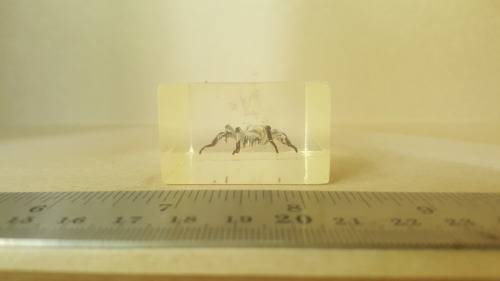 Real Spider ! In Resin, Lucite Specimens - With Silver Legs