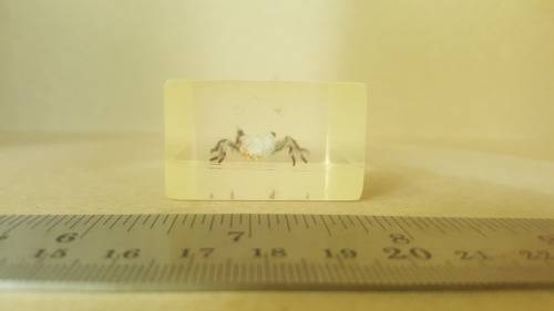 Real Spider ! In Resin, Lucite Specimens - With Silver Legs