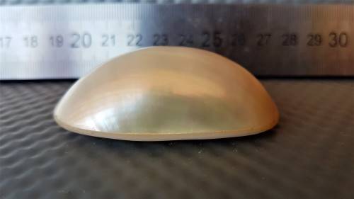 Stunning ! * Natural Mother Of Pearl *  Cabochon - Oval Shape - Flat Back