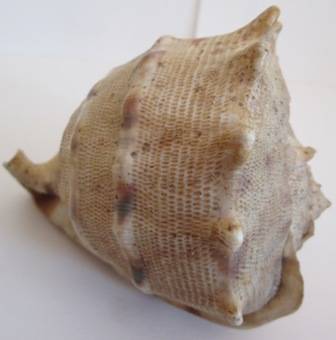 Lovely Size & Shape Genuine Sea Shell