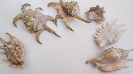 Set of Six Crab Shaped Genuine Sea Shells