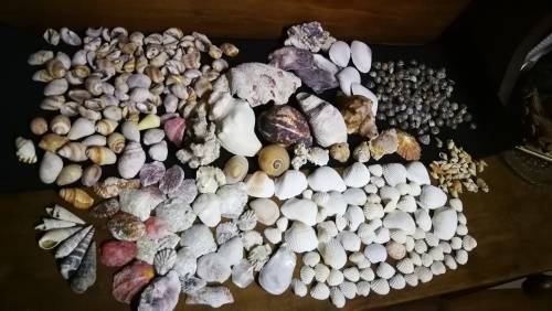 Beautiful Collection Sea Shells..