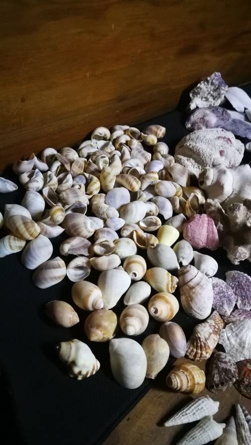 Beautiful Collection Sea Shells..