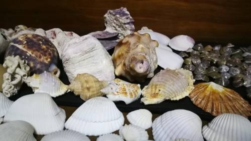Beautiful Collection Sea Shells..