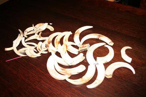 25 Warthog tusks - ethically hunted over 10 years - 15 upper 10 lower tusks