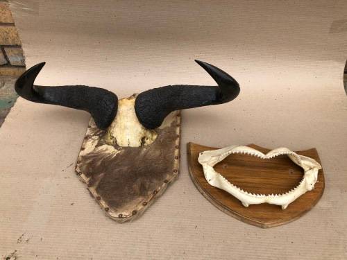 Mounted Horn and Jaw bones