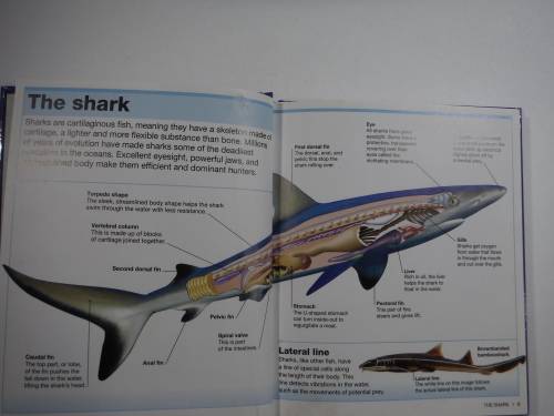 Pocket Eyewitness Sharks : Facts at Your Fingertips (DK Book) - Hardcover