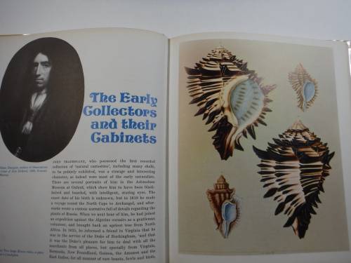 Shells -Roderick Cameron (HARDCOVER)