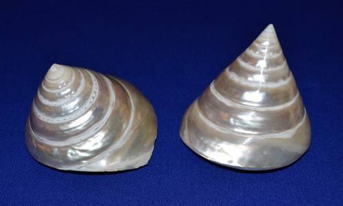 Pearled Polished Trochus Cone Shells x 2