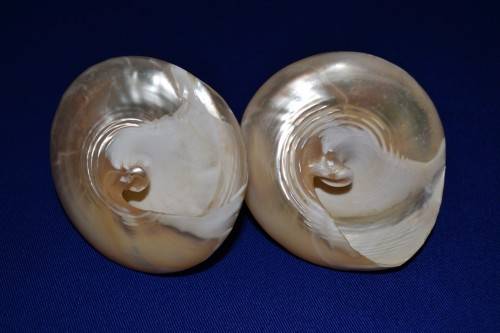 Pearled Polished Trochus Cone Shells x 2