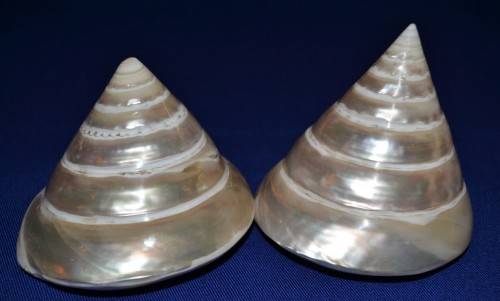 Pearled Polished Trochus Cone Shells x 2