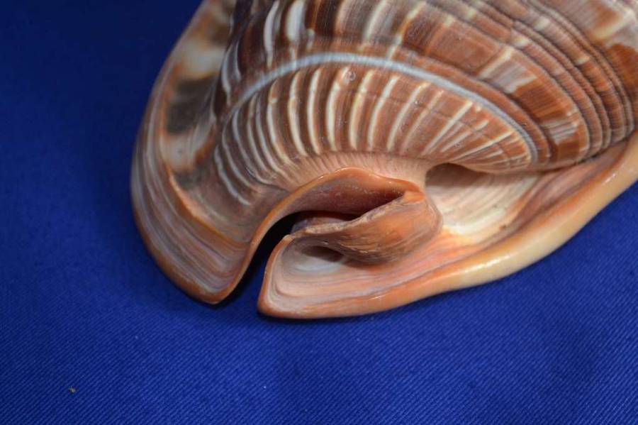 Red Bullmouth Helmet Shell (Cassis Rufia)