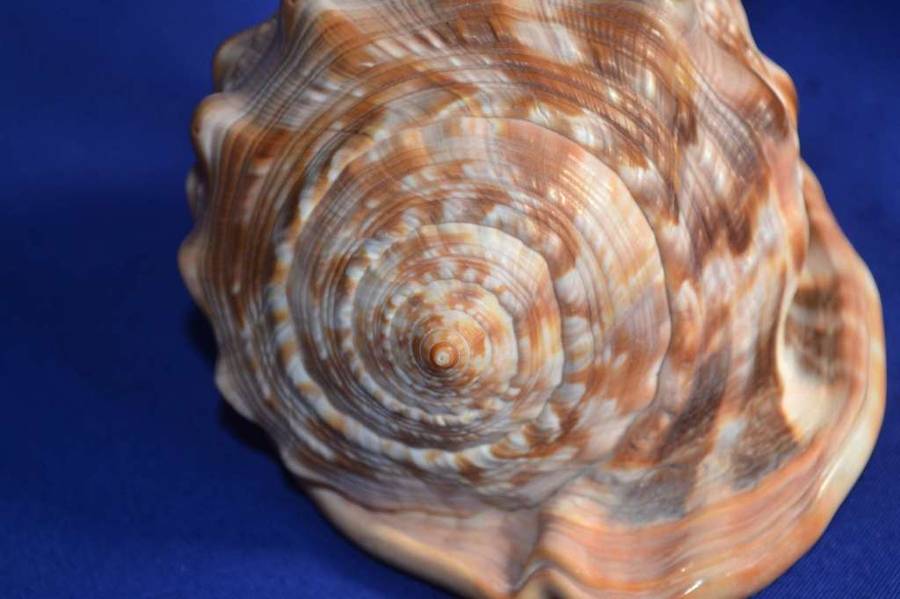 Red Bullmouth Helmet Shell (Cassis Rufia)