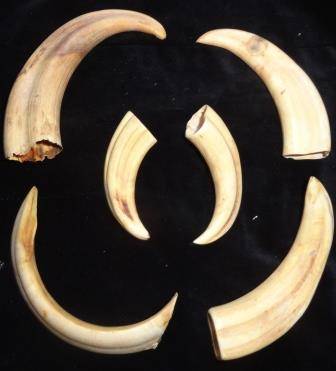 Six warthog tusks-different sizes.
