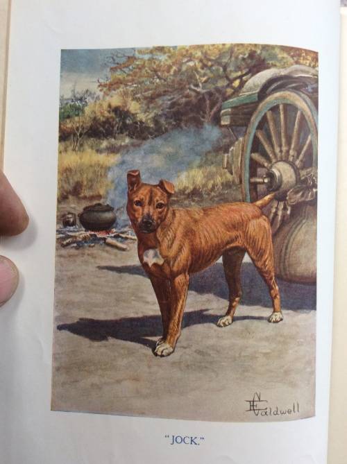 Jock of the Bushveld. Sir Percy Fitzpatrick. Seventh Impression 1913.