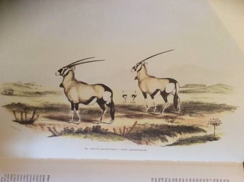 Portraits of the Game and Wild Animals of Southern Africa By: Capt. Cornwallis Harris