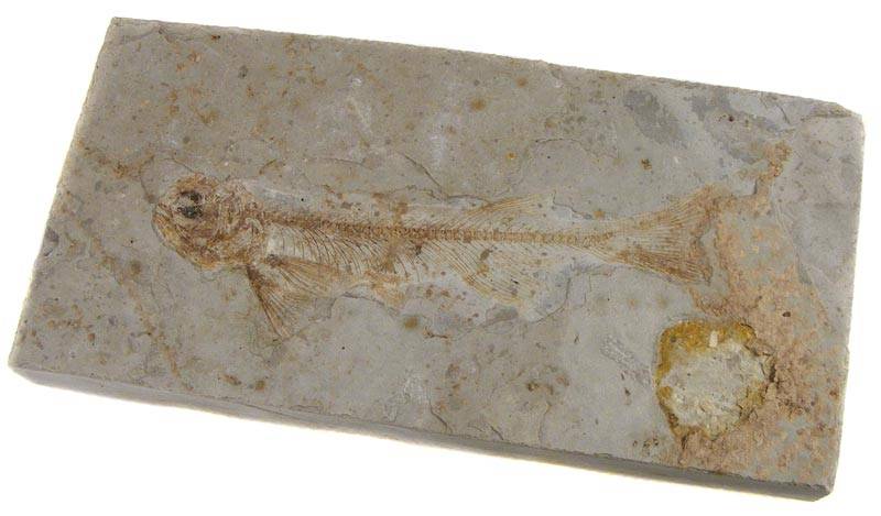 Authentic Cretacious Lycoptera Davidi Fish Fossil- 66-145 Million year old dinosaur era fish
