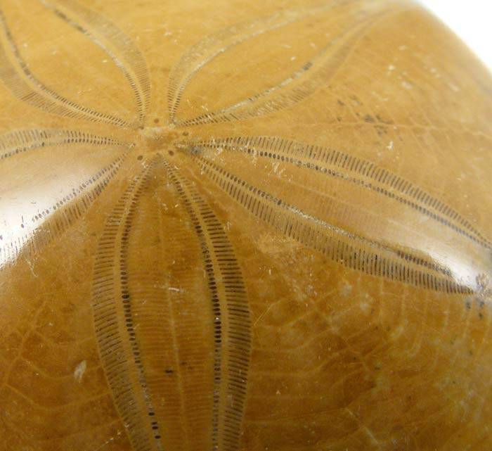 Authentic Jurassic Pygurus Echinoid Sea Urchin Fossil 160 Million year old dinosaur sand dollar!