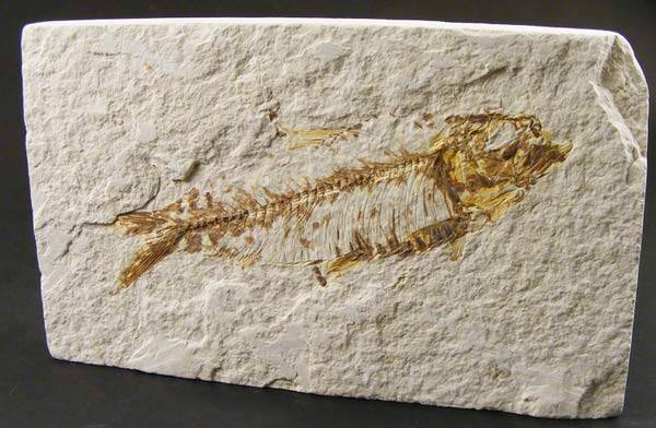 Authentic Eocene Epoch Knightia Eocaena Fish Fossil - Authentic 50 Million year old Ancient Fish