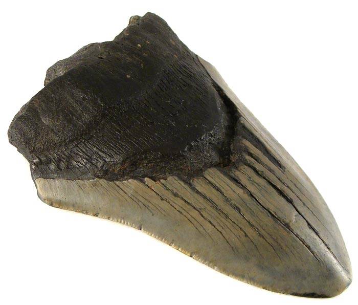 Huge 12.5cm Genuine MEGALODON Shark Tooth Fossil - 18 Million Year Old Great White Ancestor!