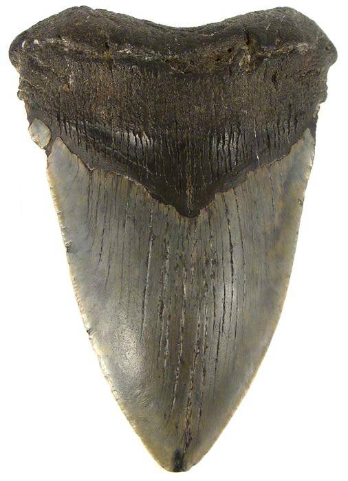 Huge 12.4cm Genuine MEGALODON Shark Tooth Fossil - 18 Million Year Old Great White Ancestor!