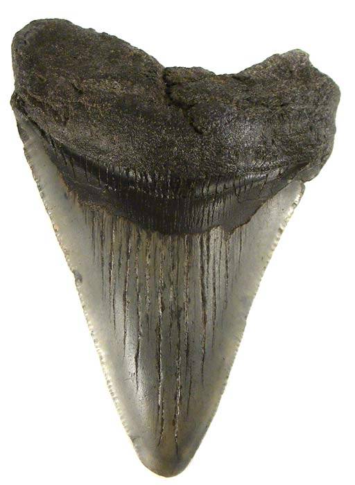 8.6cm Genuine MEGALODON Shark Tooth Fossil - 18 Million Year Old Great White Ancestor!