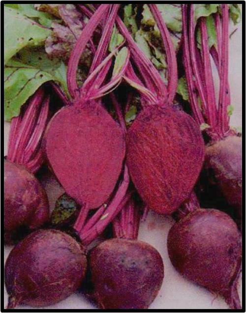 BEETROOT - DETROIT DARK RED - 100 SEED - SEE DESCRIPTION.