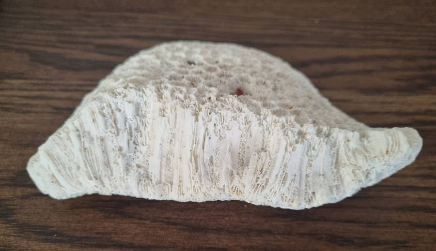 Fossil Large Genuine Old Sea Coral