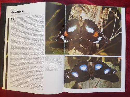 The Illustrated Encyclopedia of the BUTTERFLY WORLD over 2000 species reproduced life size