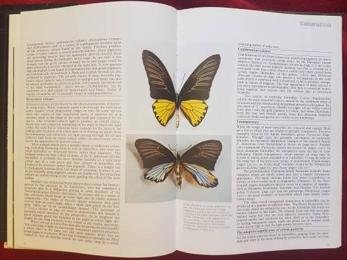 The Illustrated Encyclopedia of the BUTTERFLY WORLD over 2000 species reproduced life size