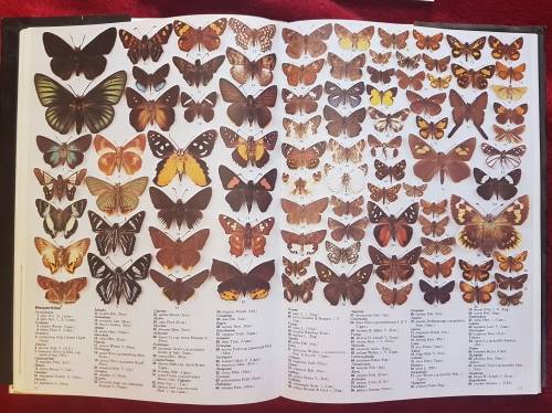 The Illustrated Encyclopedia of the BUTTERFLY WORLD over 2000 species reproduced life size