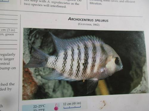 AN ILLUSTRATED ENCYLOPEDIA OF AQUARIUM FISH