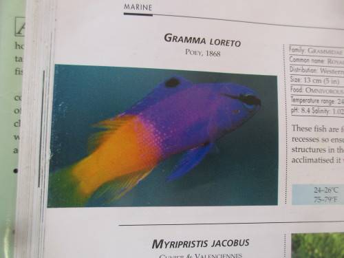AN ILLUSTRATED ENCYLOPEDIA OF AQUARIUM FISH