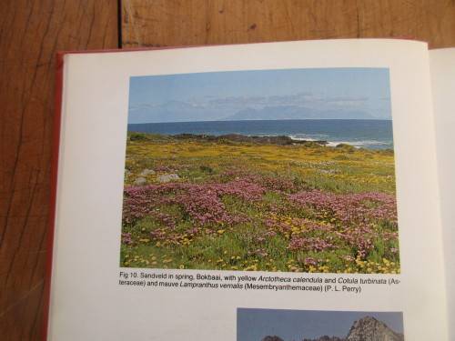 JOURNAL OF SOUTH AFRICAN BOTANY PLANTS OF THE CAPE FLORA  1984 FIRST EDITION