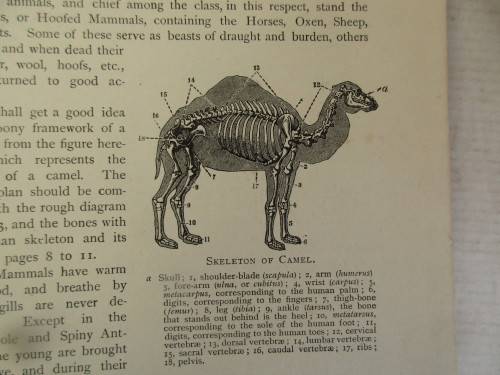 POPULAR NATURAL HISTORY 1913