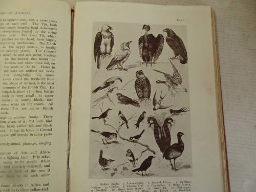 POPULAR NATURAL HISTORY 1913