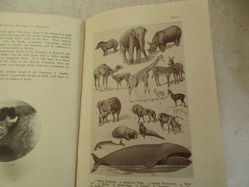POPULAR NATURAL HISTORY 1913