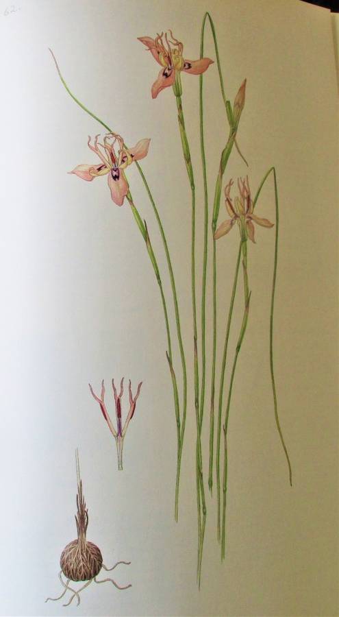 THE MOREAS OF SOUTHERN AFRICA 1986 FIRST EDITION