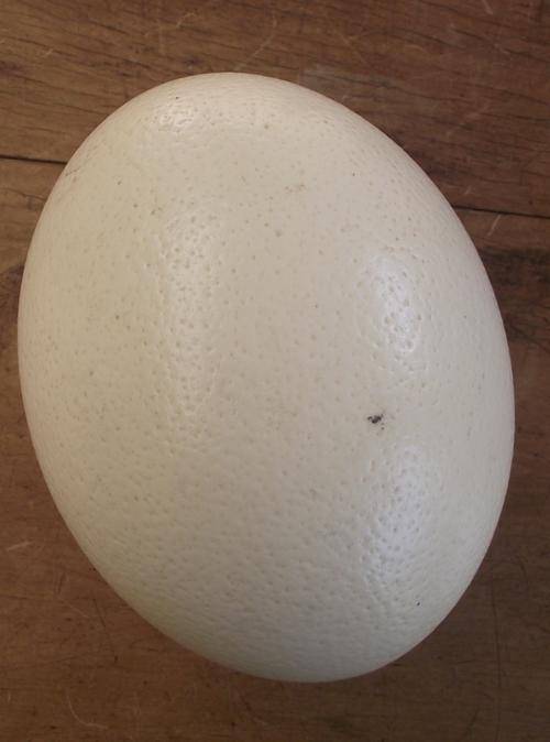 OSTRICH EGG