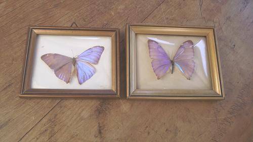 TWO FRAMED AND MOUNTED BUTTERFLIES