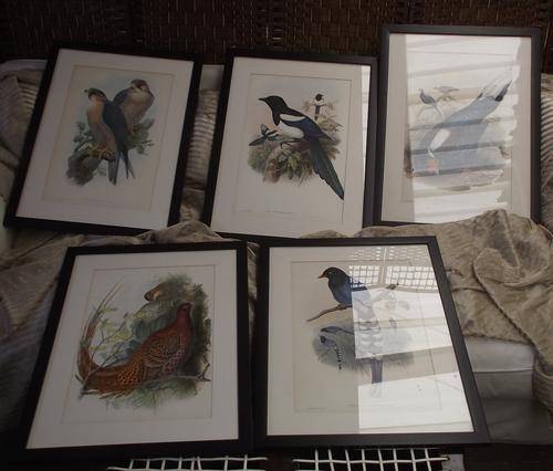 5 PRINTS  OF BIRDS