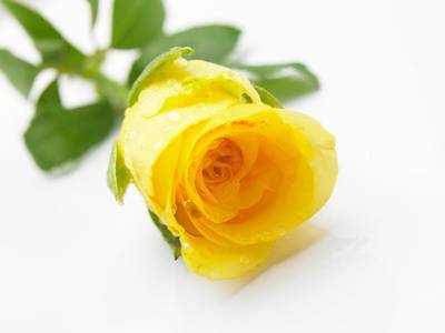 Yellow Rose Seeds (15 seeds)