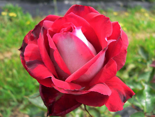 Osiria Rose Seeds (15 seeds)