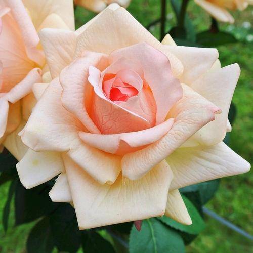 Champagne Rose Seeds (15 seeds)