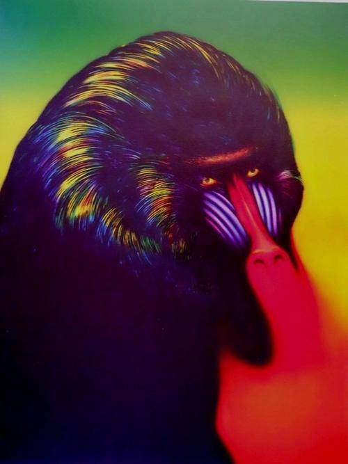 NORMAN CATHERINE "MANDRILL"  LITHOGRAPH