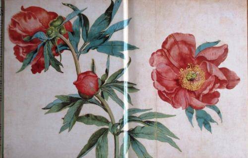 The Art of Botanical Illustration: Wilfrid Blunt & William T Stearn