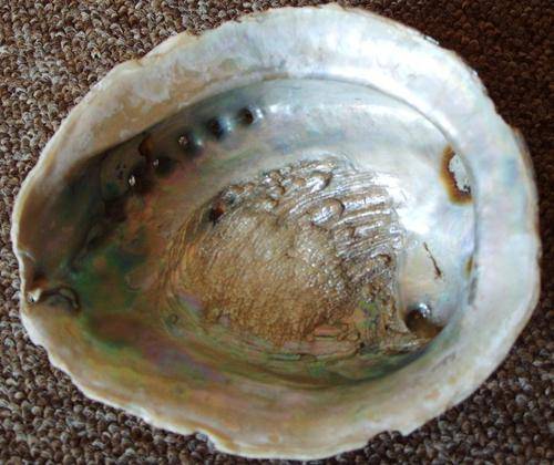 A BEAUTIFUL HUGE NATURAL SEASHELL - Expectional - You just don't see these anymore !!