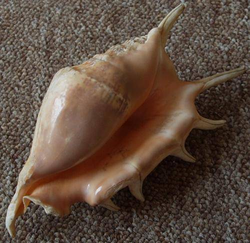 A BEAUTIFUL HUGE NATURAL SEASHELL - Expectional - You just don't see these anymore !!